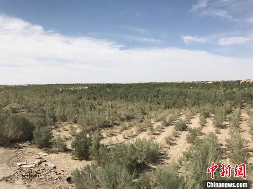 新疆阿克苏 为沙漠提升 颜值 生态与富民 双赢