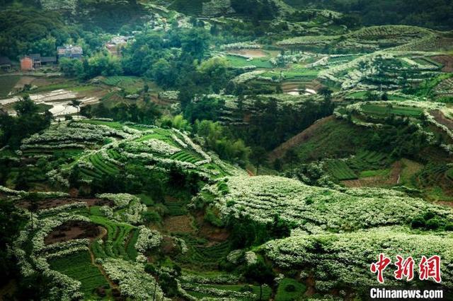 "福鼎黄栀子"获得中国林业与环境促进会颁发的"生态原产地保护产品"