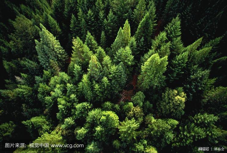 封加平谈40年林业产业丨大转折推动大发展 新时代激发新活力